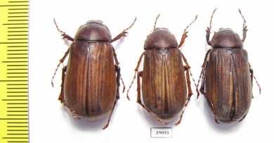 Melolonthinae sp.  Malaysia - INSECTS-STORE.RU