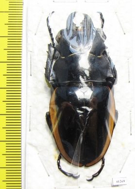 Odontolabis cuvera sinensis  Thailand  58mm - INSECTS-STORE.RU