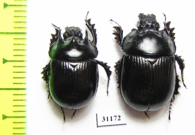 Typhaeus typhoeus, pair  France - INSECTS-STORE.RU