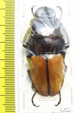 Odontolabis sommeri pahangensis  Malaysia  50mm - INSECTS-STORE.RU