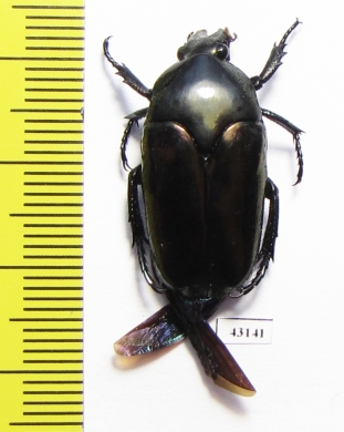 Thaumastopeus nigritus  Indonesia, Sumatra - INSECTS-STORE.RU