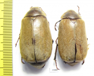 Melolonthinae sp.  Malaysia - INSECTS-STORE.RU