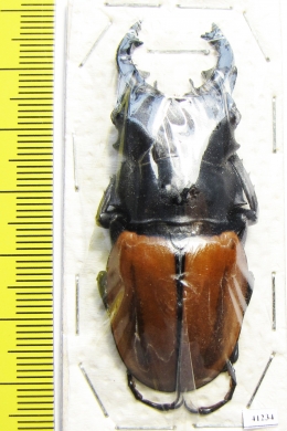 Odontolabis mouhoti elegans  Thailand  59mm - INSECTS-STORE.RU