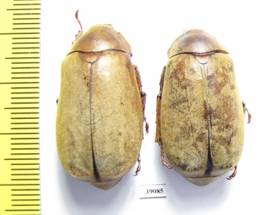 Melolonthinae sp.  Malaysia - INSECTS-STORE.RU