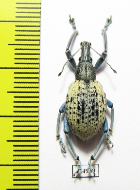 Celebesia sp.  Indonesia, Peleng isl. - INSECTS-STORE.RU