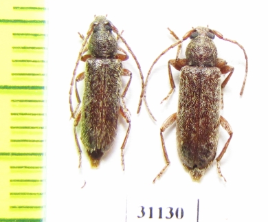 Trichoferus cinereus  Croatia - INSECTS-STORE.RU