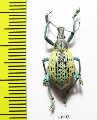 Celebesia sp.  Indonesia, Sulawesi - INSECTS-STORE.RU