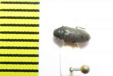 Dryops striatopunctatus  Ukraina - INSECTS-STORE.RU