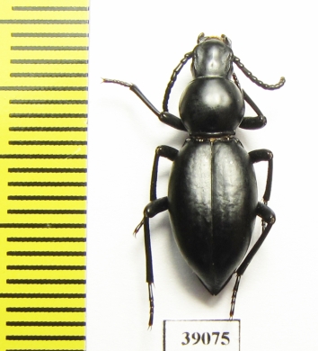 Tenebrionidae sp.  Tanzania - INSECTS-STORE.RU