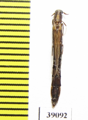 Lymexylidae sp.  Tanzania - INSECTS-STORE.RU