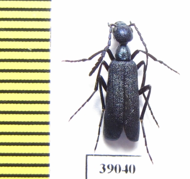 Cyaneolytta sp.  Tanzania - INSECTS-STORE.RU