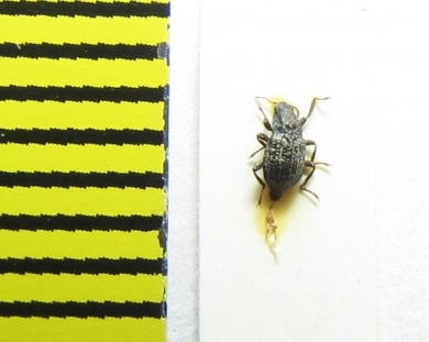 Elmis rioloides  Russia, Caucasus - INSECTS-STORE.RU