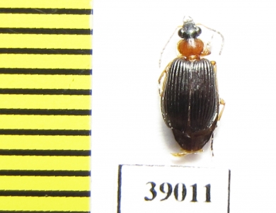 Carabidae sp.  Tanzania - INSECTS-STORE.RU