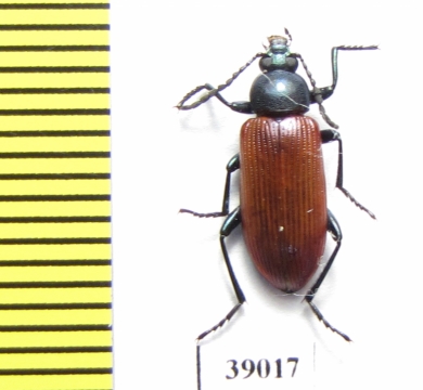 Tenebrionidae sp.  Tanzania - INSECTS-STORE.RU