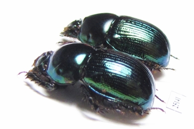 Phelotrupes laevistriatus  Japan - INSECTS-STORE.RU