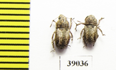 Anthribidae sp.  Tanzania - INSECTS-STORE.RU