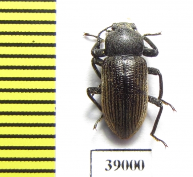 Tenebrionidae sp.  Tanzania - INSECTS-STORE.RU