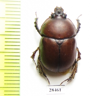 Eubolbitus radoszkowskii  Tajikistan - INSECTS-STORE.RU