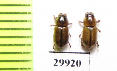 Aphodius sp.  Iran, Sistan prov. - INSECTS-STORE.RU