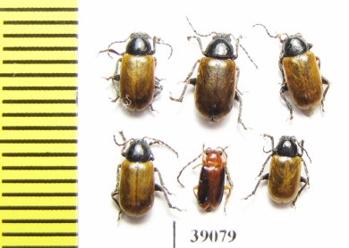 Chrysomelidae sp.  Tanzania - INSECTS-STORE.RU