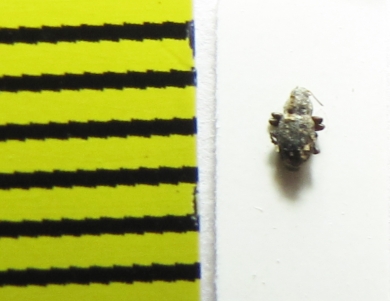 Riolus subviolaceus  Latvia - INSECTS-STORE.RU