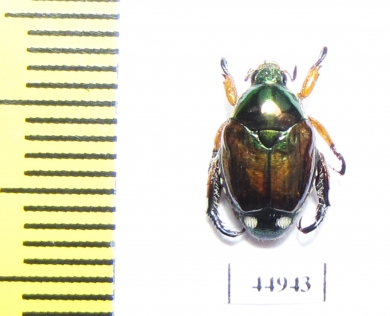 Popillia sp.  Sri Lanka - INSECTS-STORE.RU