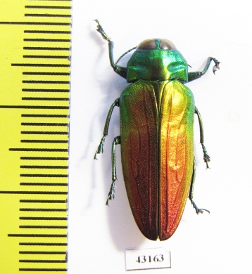 Belionota sumptuosa  Indonesia, Morotai isl. - INSECTS-STORE.RU