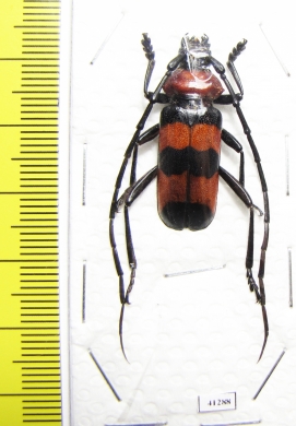 Paveia superba  Thailand - INSECTS-STORE.RU