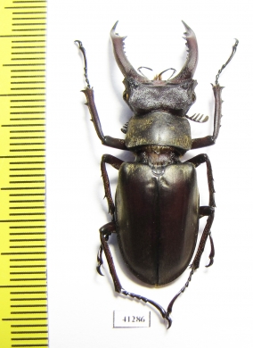 Lucanus nobilis  Vietnam - INSECTS-STORE.RU
