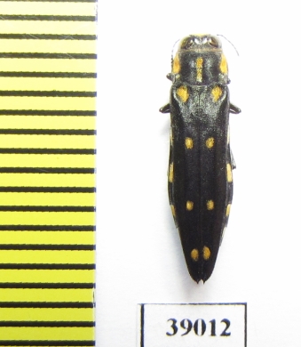 Buprestidae sp.  Tanzania - INSECTS-STORE.RU