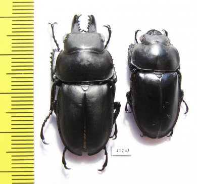 Neolucanus sp., pair  China, Guangxi prov.  - INSECTS-STORE.RU