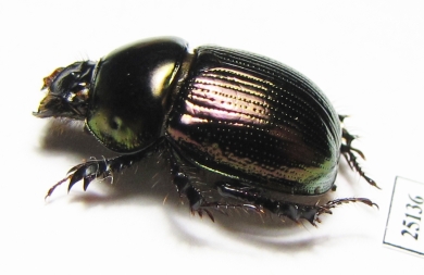 Phelotrupes laevistriatus  Japan - INSECTS-STORE.RU