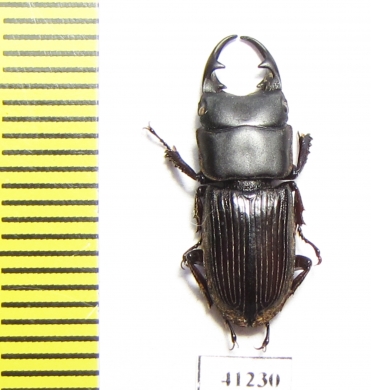 Aegus sp.  China, Guangxi prov. - INSECTS-STORE.RU