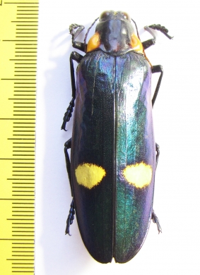 Megaloxantha bicolor  gigantea, male  India, W.Bengal  61mm - INSECTS-STORE.RU