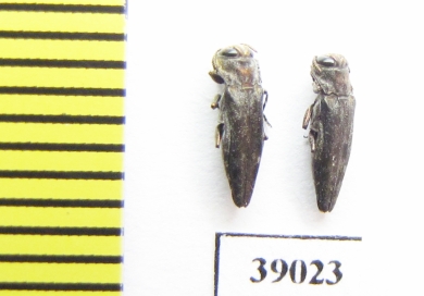 Buprestidae sp.  Tanzania - INSECTS-STORE.RU