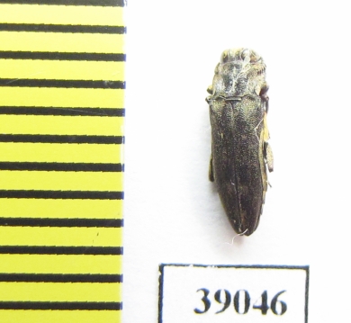 Buprestidae sp.  Tanzania - INSECTS-STORE.RU