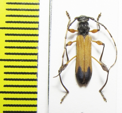 Cerambycidae sp.  Malawi - INSECTS-STORE.RU