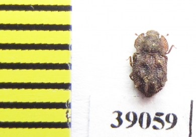 Tarphius canariensis  Gran Canaria isl. - INSECTS-STORE.RU