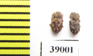 Tarphius canariensis  Gran Canaria isl. - INSECTS-STORE.RU