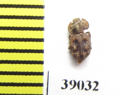 Tarphius canariensis  Gran Canaria isl. - INSECTS-STORE.RU