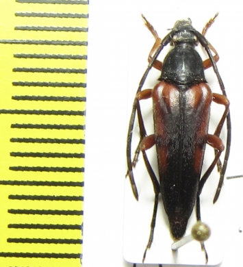 Pedostrangalia emmipoda  Turkey - INSECTS-STORE.RU