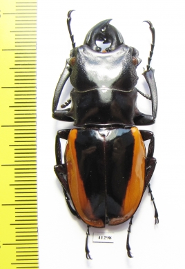 Odontolabis wollastoni  Indonesia, Sumatra  52mm - INSECTS-STORE.RU