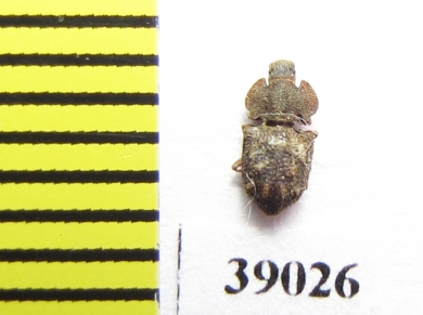 Tarphius postcostatus  Tenerife isl. - INSECTS-STORE.RU