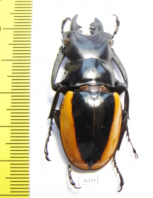 Odontolabis wollastoni  Malaysia  47mm - INSECTS-STORE.RU