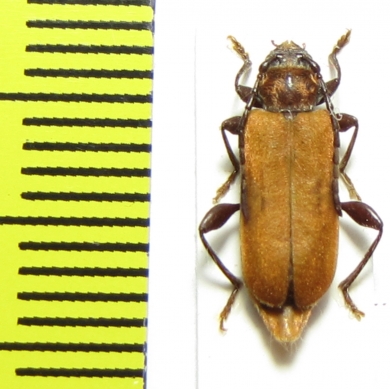 Pyrrhidium sanguineum  Russia, Krasnodar reg. - INSECTS-STORE.RU