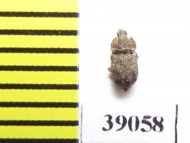 Tarphius postcostatus  Tenerife isl. - INSECTS-STORE.RU