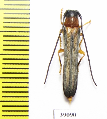 Oberea vittata  Russia, Far East - INSECTS-STORE.RU