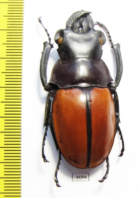 Odontolabis gazella  Malaysia - INSECTS-STORE.RU