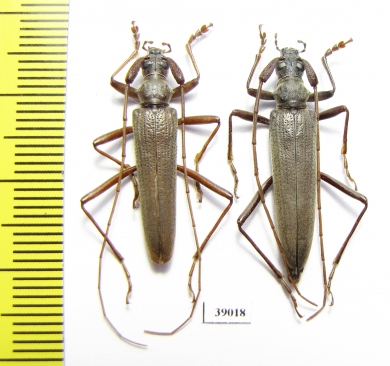 Distenia gracilis, pair  Russia, Far East - INSECTS-STORE.RU