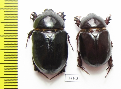 Pentodon algerinum  Uzbekistan - INSECTS-STORE.RU